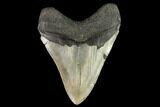 Fossil Megalodon Tooth - North Carolina #109678-2